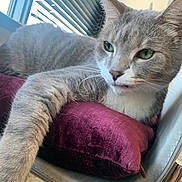 Charlie is registered to the contest to win money with this photo: blinds, cat, chair, closeup, curious, domestic_cat, feline, fur, gray_cat, green_eyes, indoor, pet, plush_cushion, purple_cushion, relaxed, resting, stretching_paw, sunlight, whiskers, window
