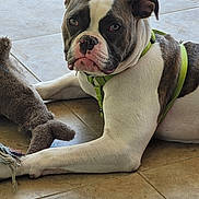 Jasmine joined the competition — help win amazing prizes! dog, pet, indoor, floor, tile, toy, plush_toy, resting, green_harness, brown_and_white, canine, looking_at_camera, animal, companion, domestic, cute, playful, relaxed, young_dog, paw