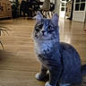 cat, gray_cat, white_paws, wooden_floor, indoor, home, furniture, dining_table, chair, plant, curious, pet, domestic_animal, flooring, cozy, living_room, modern, sitting, fur, animal