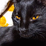 Sissy is registered to the contest to win money with this photo: amber_eyes, animal, black_cat, blanket, cat, close_up, comfort, cute, domestic_cat, feline, fur, green, indoor, patterned_blanket, pet, portrait, resting, whiskers, white, yellow
