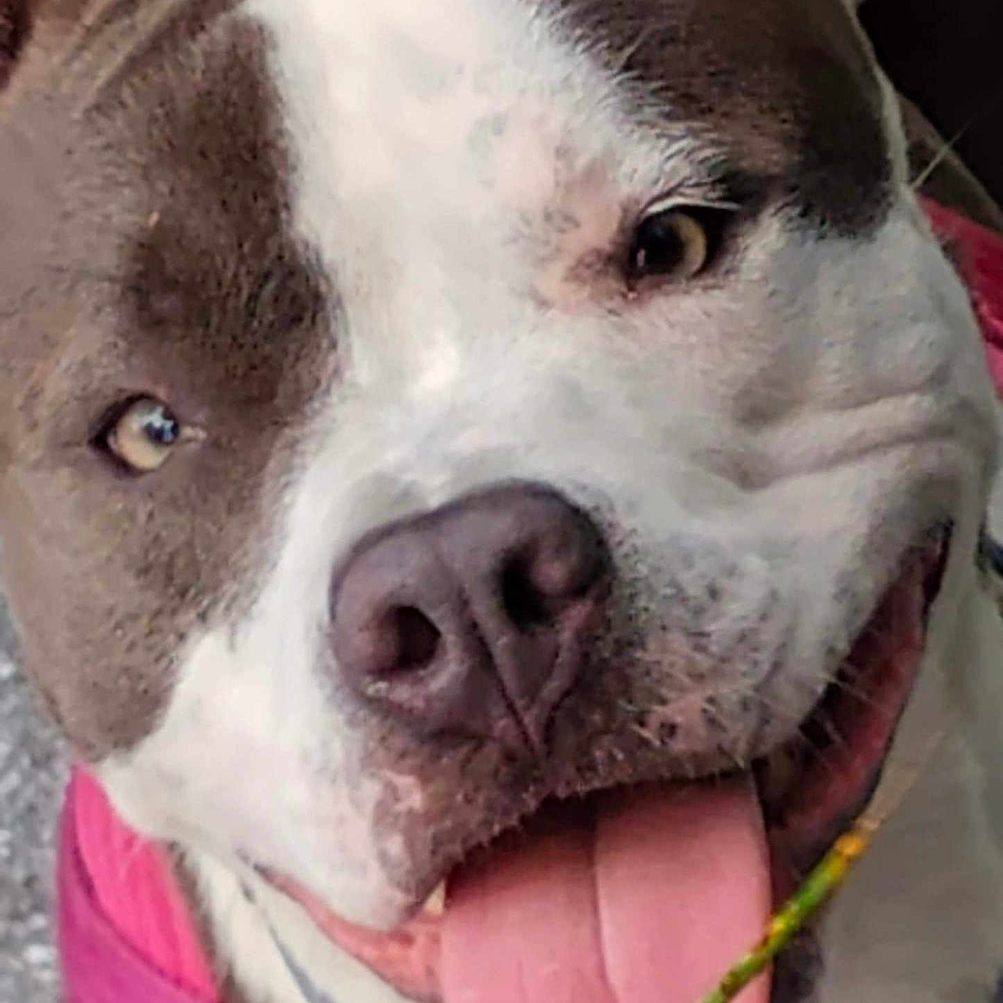 Miss Mighty Mouse joined the competition — help win amazing prizes! animal, canine, close_up, cute, dog, ears, eyes, face, fur, happy, nature, nose, outdoor, pet, pink_harness, playful, smiling, tongue, tongue_out, whiskers