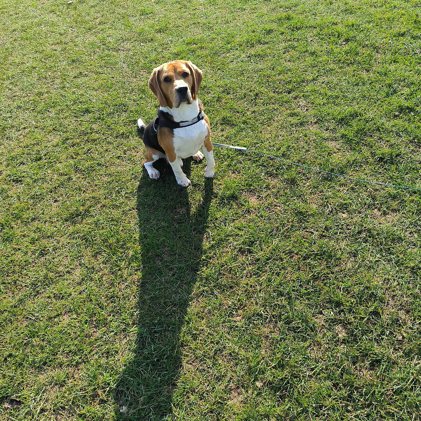 Vahid a rejoint le concours — aidez-le/la à gagner de superbes lots ! accessories, animal, beagle, boxer, bulldog, canine, dog, field, grass, grassland, hound, labradorretriever, lawn, leash, nature, pet, plant, pug, puppy, strap