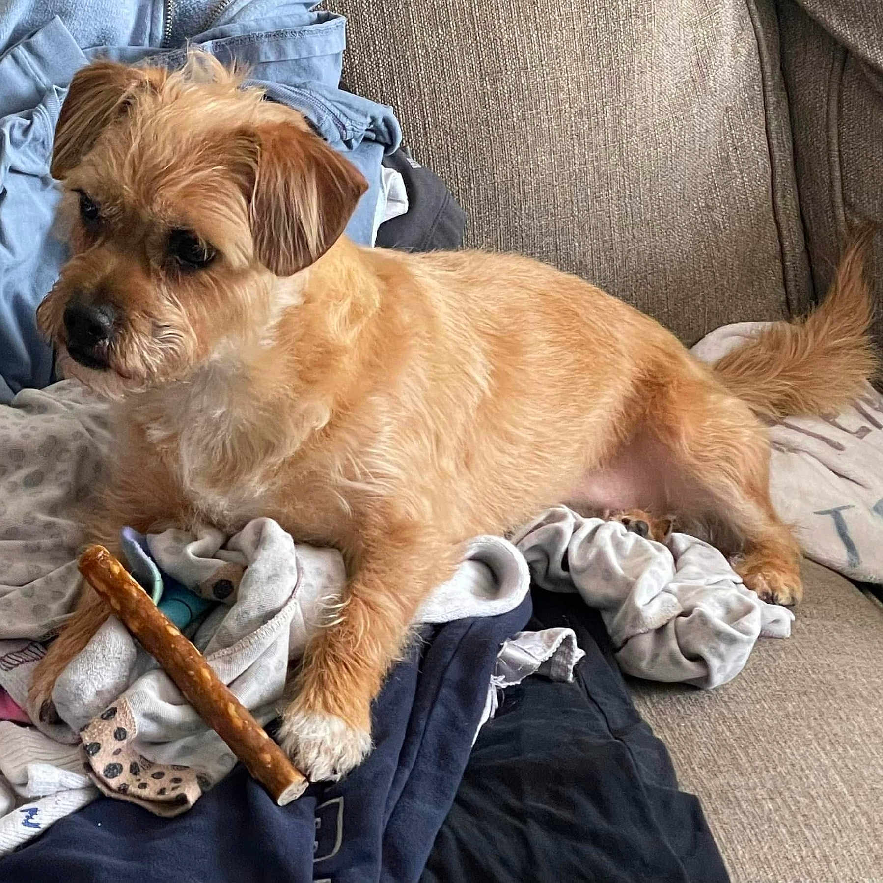 Daisy joined the competition — help win amazing prizes! animal, axe, blanket, canine, couch, cushion, device, dog, dogbed, furniture, homedecor, person, pet, puppy, racket, sleeping, sport, tennis, tennisracket, terrier