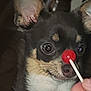 dog, lollipop, closeup, pet, animal, cute, face, ears, black_and_tan, fur, whiskers, snout, hand, indoor, curious, expression, toy, playful, small_dog, chihuahua
