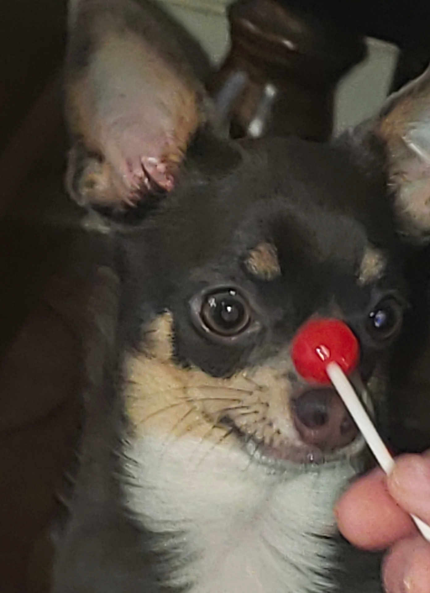 L. E. Mae is registered to the contest to win money with this photo: dog, lollipop, closeup, pet, animal, cute, face, ears, black_and_tan, fur, whiskers, snout, hand, indoor, curious, expression, toy, playful, small_dog, chihuahua