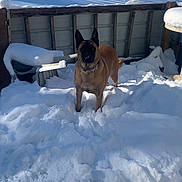 Luna is registered to the contest to win money with this photo: animal_face, backyard, brown_coat, canine, collar, dog, domestic_animal, ears_up, front_yards, outdoor, paw_prints, pet, playful, shadow, snow, snow_covered, standing, sunlight, winter, wooden_fence