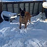 animal_face, backyard, brown_coat, canine, collar, dog, domestic_animal, ears_up, front_yards, outdoor, paw_prints, pet, playful, shadow, snow, snow_covered, standing, sunlight, winter, wooden_fence