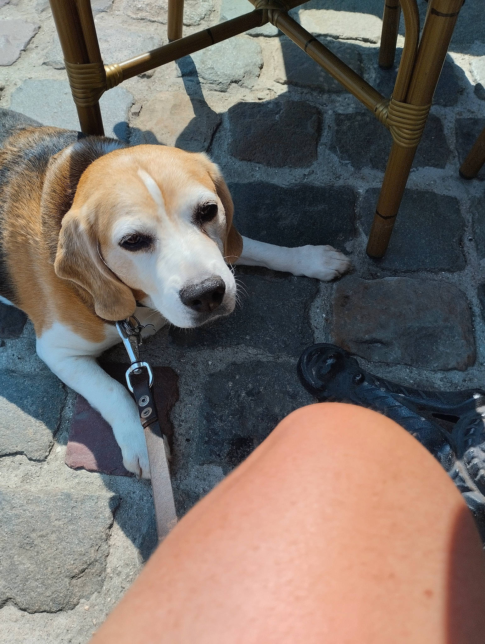 Izia a rejoint le concours — aidez-le/la à gagner de superbes lots ! carnivore, collar, companion_dog, dog, dog_breed, dog_collar, fawn, fence, foot, human_leg, knee, leash, pet_supply, scent_hound, sitting, snout, sporting_group, tail, thigh, working_animal