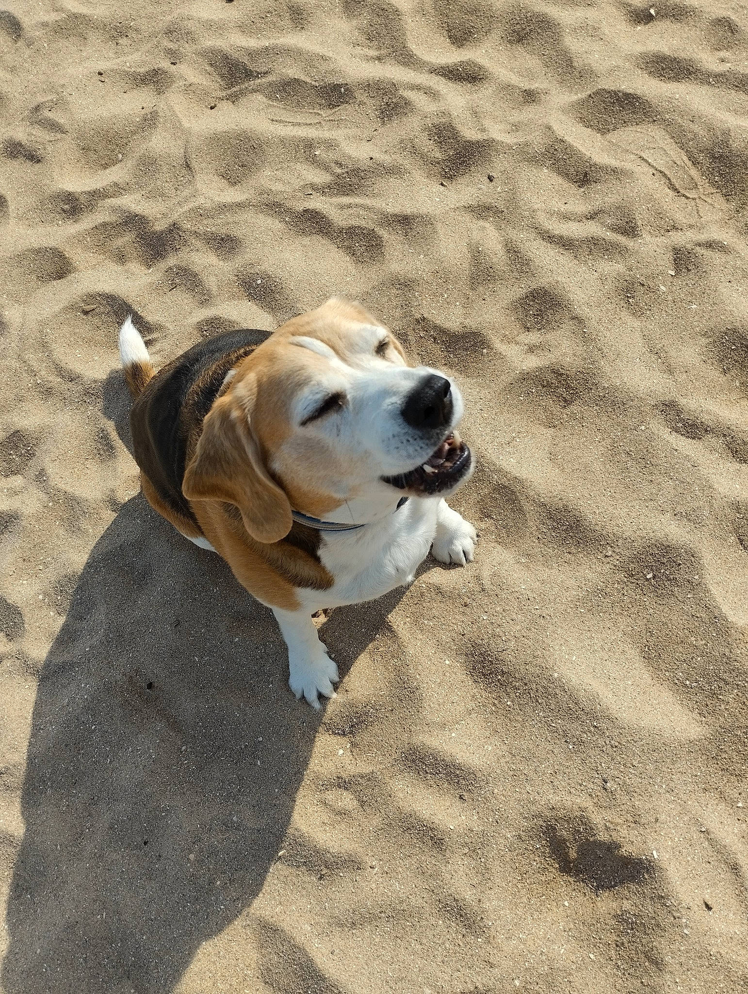 Izia participe au concours pour gagner de l'argent avec cette photo : ball, beach, canidae, carnivore, collar, companion_dog, dog, dog_breed, dog_collar, dog_supply, fawn, landscape, paw, sand, shadow, snout, soil, sporting_group, working_animal, working_dog