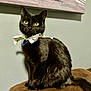 cat, black_cat, pet, feline, yellow_eyes, bow_tie, bandana, sitting, couch, sofa, indoor, portrait, whiskers, shiny_fur, tail, collar, attentive, wall_art, urban_painting, cozy
