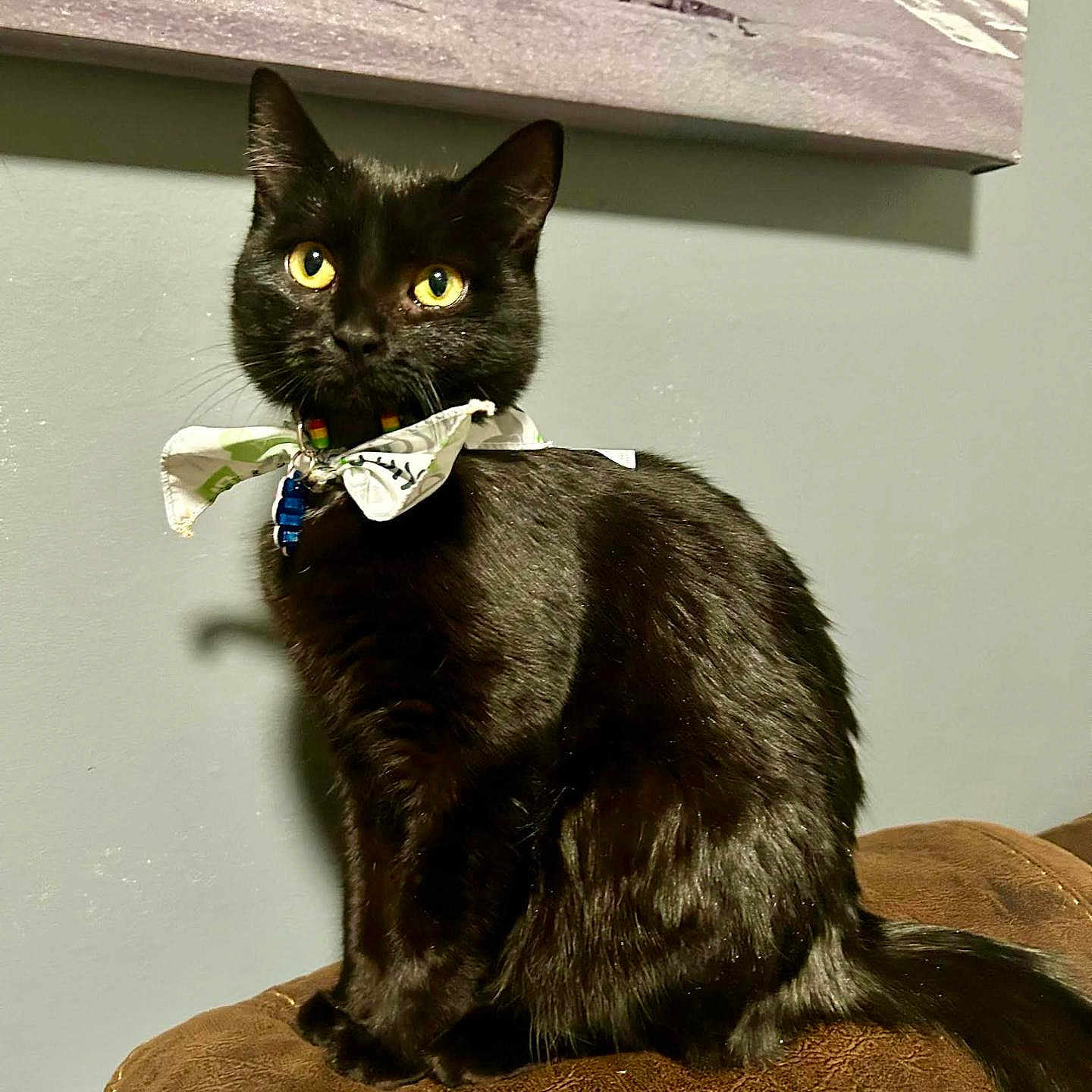 Luna Pereyra joined the competition — help win amazing prizes! attentive, bandana, black_cat, bow_tie, cat, collar, couch, cozy, feline, indoor, pet, portrait, shiny_fur, sitting, sofa, tail, urban_painting, wall_art, whiskers, yellow_eyes