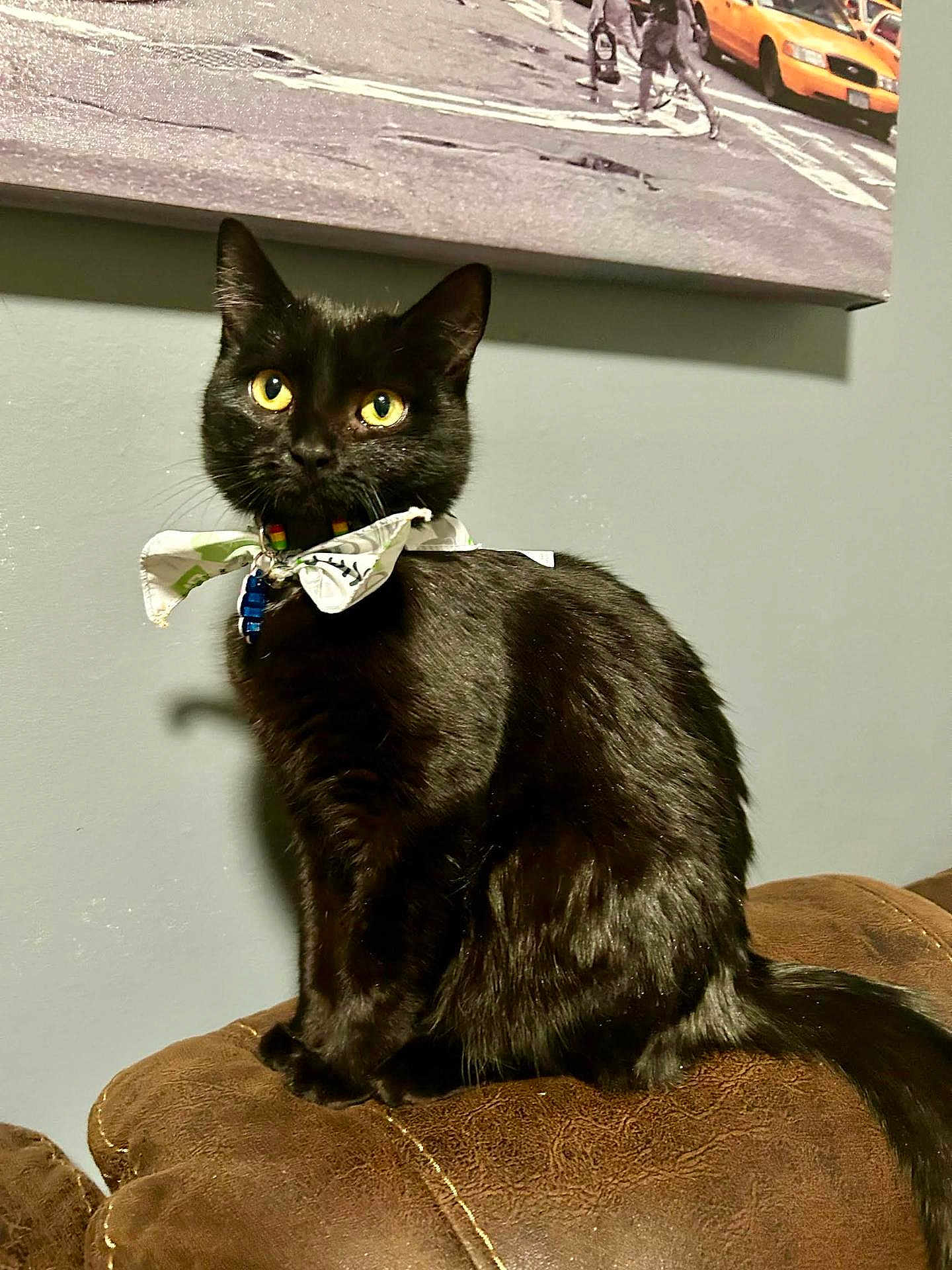 Luna Pereyra joined the competition — help win amazing prizes! cat, black_cat, pet, feline, yellow_eyes, bow_tie, bandana, sitting, couch, sofa, indoor, portrait, whiskers, shiny_fur, tail, collar, attentive, wall_art, urban_painting, cozy