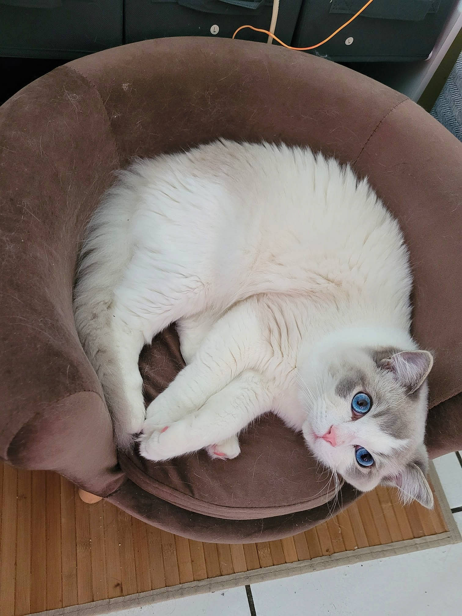 Ulysse participe au concours pour gagner de l'argent avec cette photo : carnivore, cat, cat_bed, claw, comfort, companion_dog, domestic_short_haired_cat, eye, fawn, felidae, flooring, foot, fur, head, paw, small_to_medium_sized_cats, snout, tail, whiskers, wood