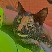 Biscotte participe au concours pour gagner de l'argent avec cette photo : animal, cat, closeup, couch, cozy, ears, eyes, face, fur, green_shirt, human, indoor, lap, person, pet, relaxed, resting, tattoo, tortoiseshell_cat, whiskers