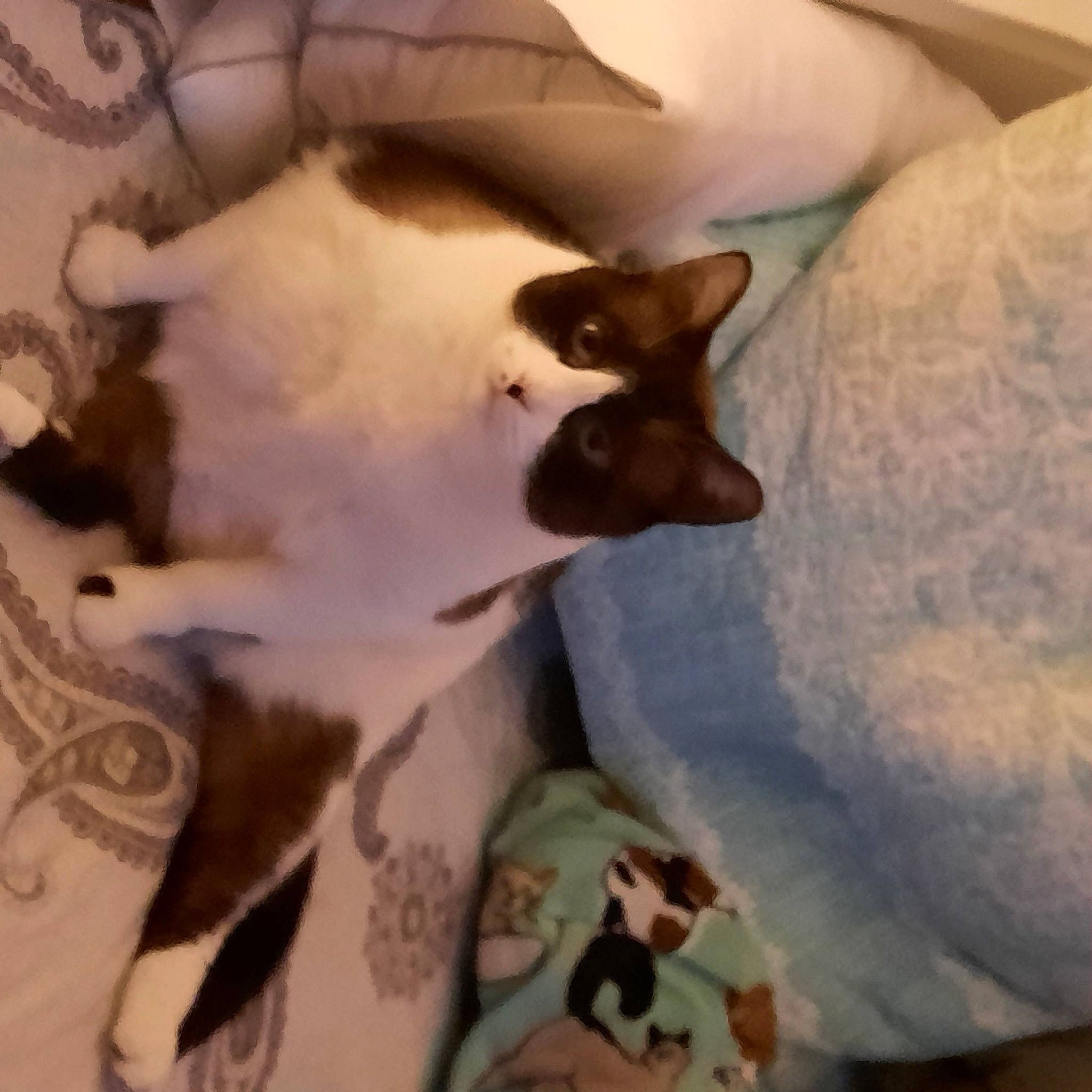 Kookie joined the competition — help win amazing prizes! canidae, carnivore, cat, cloud, comfort, companion_dog, dog_breed, domestic_short_haired_cat, fawn, felidae, fur, linens, paw, room, siamese, small_to_medium_sized_cats, snout, sporting_group, tail, whiskers