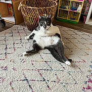 Charles joined the competition — help win amazing prizes! cat, grey_and_white, relaxed_pose, rug, patterned_rug, basket, colorful_items, dollhouse, indoor, wooden_floor, toy, playroom, pet, feline, collar, keychain, home_interior, furniture, cute, animal