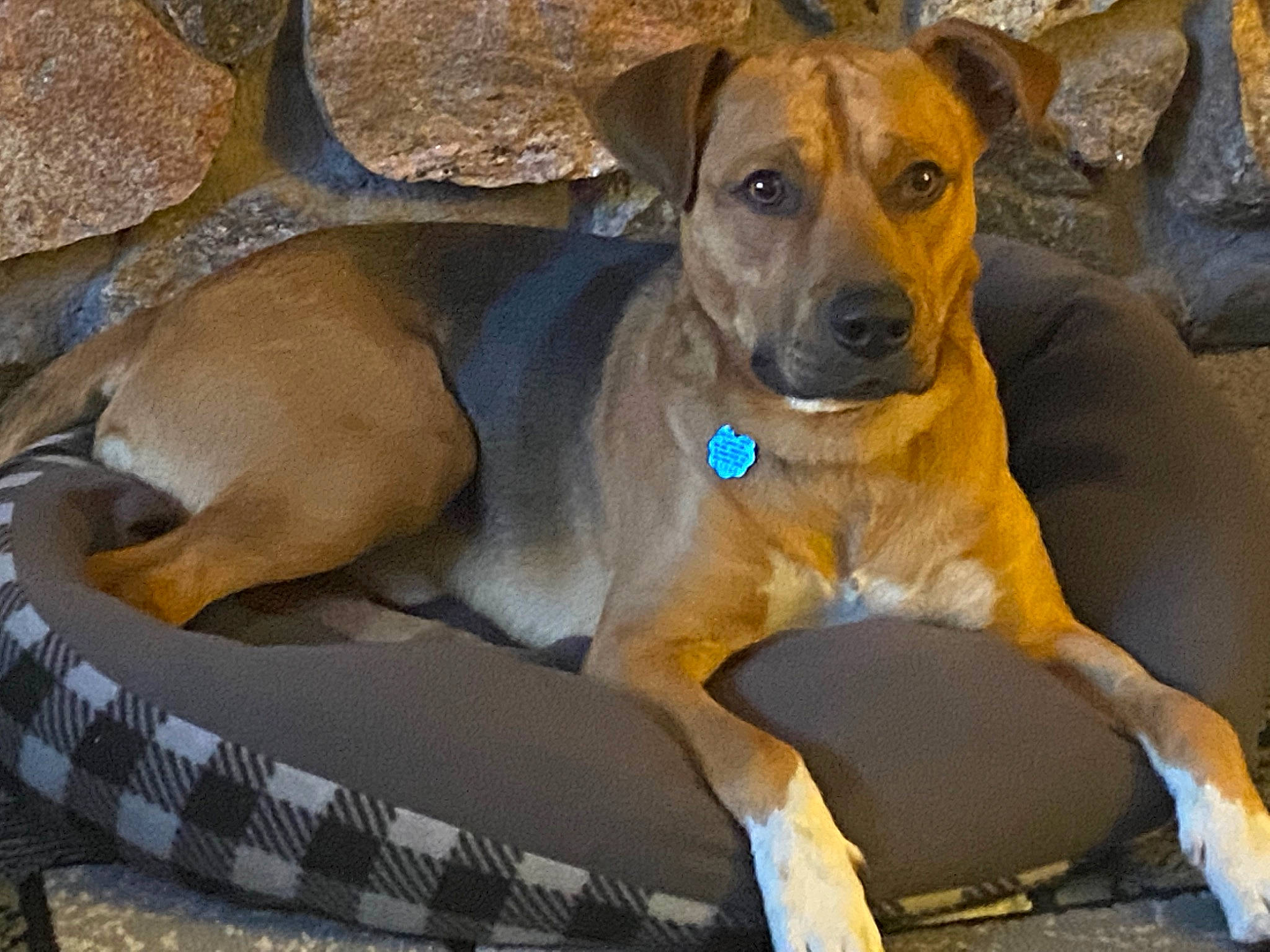 Sarge joined the competition — help win amazing prizes! canidae, carnivore, collar, comfort, companion_dog, dog, dog_breed, dog_collar, dog_supply, fawn, guard_dog, hound, hunting_dog, non_sporting_group, pet_supply, terrestrial_animal, whiskers, working_animal, working_dog