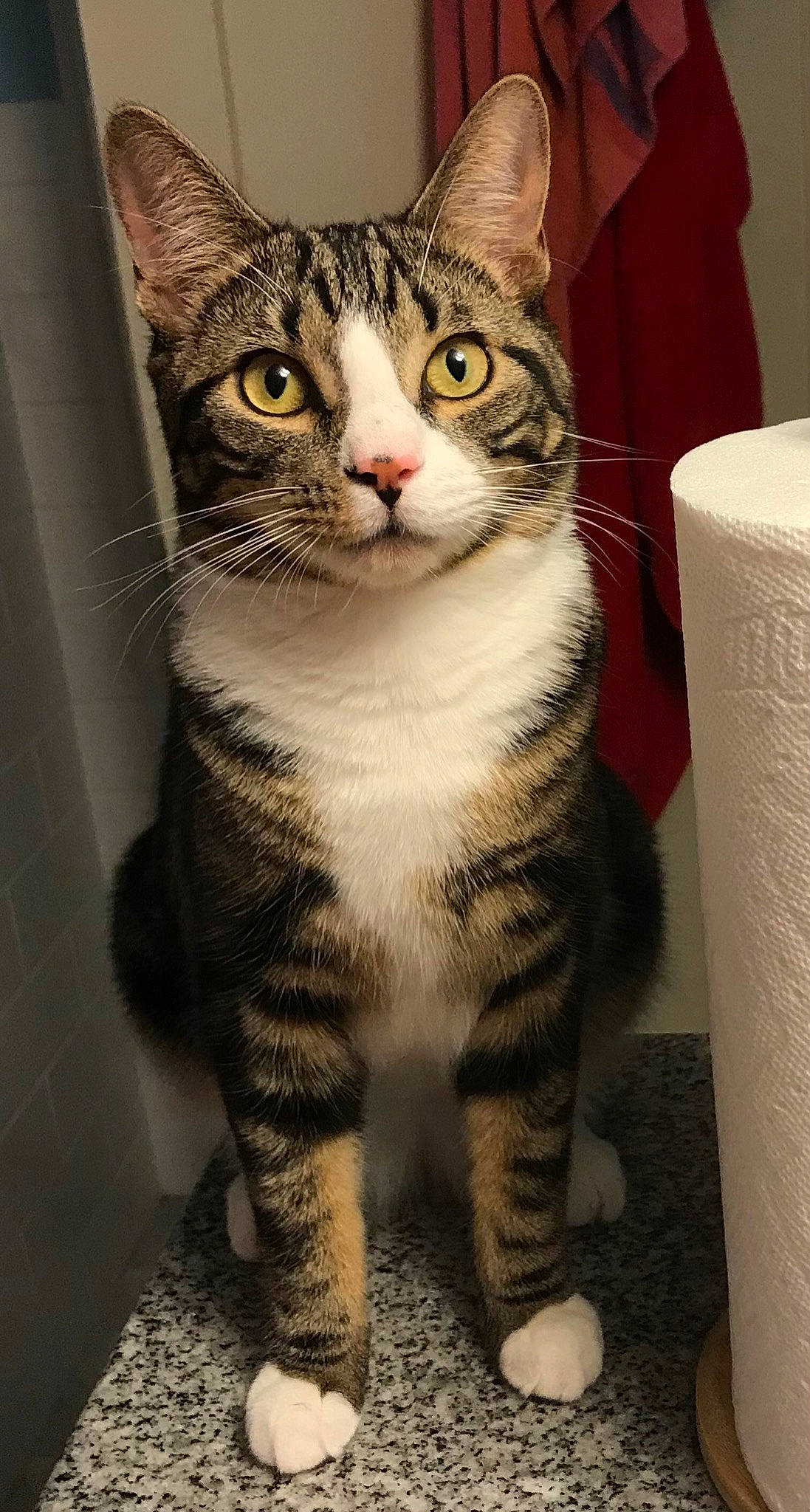 Artie joined the competition — help win amazing prizes! box, carnivore, cat, domestic_short_haired_cat, eye, felidae, fur, paw, sitting, small_to_medium_sized_cats, snout, terrestrial_animal, tissue_paper, whiskers