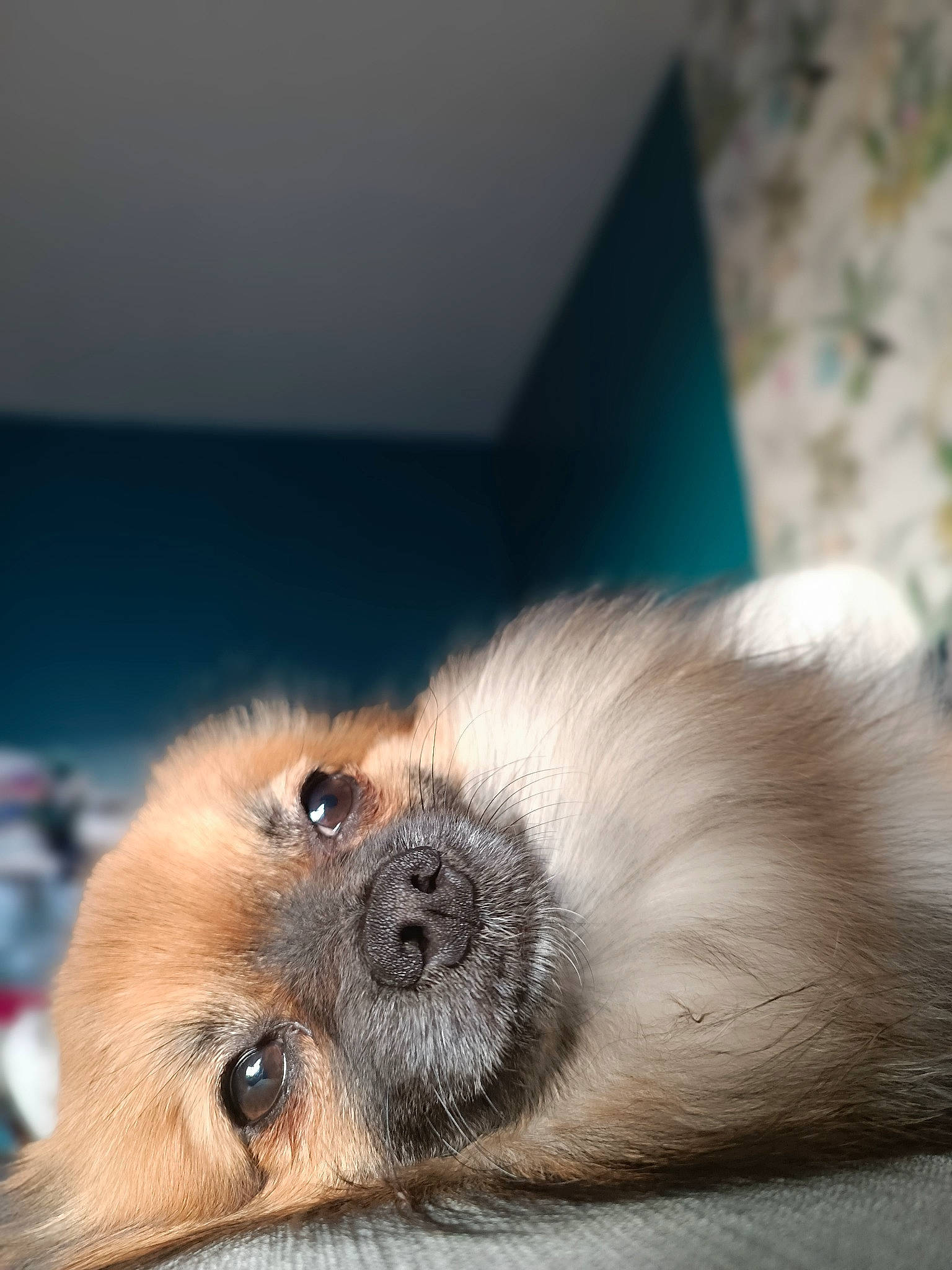 Tobby participe au concours pour gagner de l'argent avec cette photo : canidae, carnivore, companion_dog, dog, dog_breed, fawn, fur, liver, non_sporting_group, paw, primate, puppy, snout, sporting_group, terrestrial_animal, tibetan_spaniel, toy_dog, whiskers, wildlife, working_animal