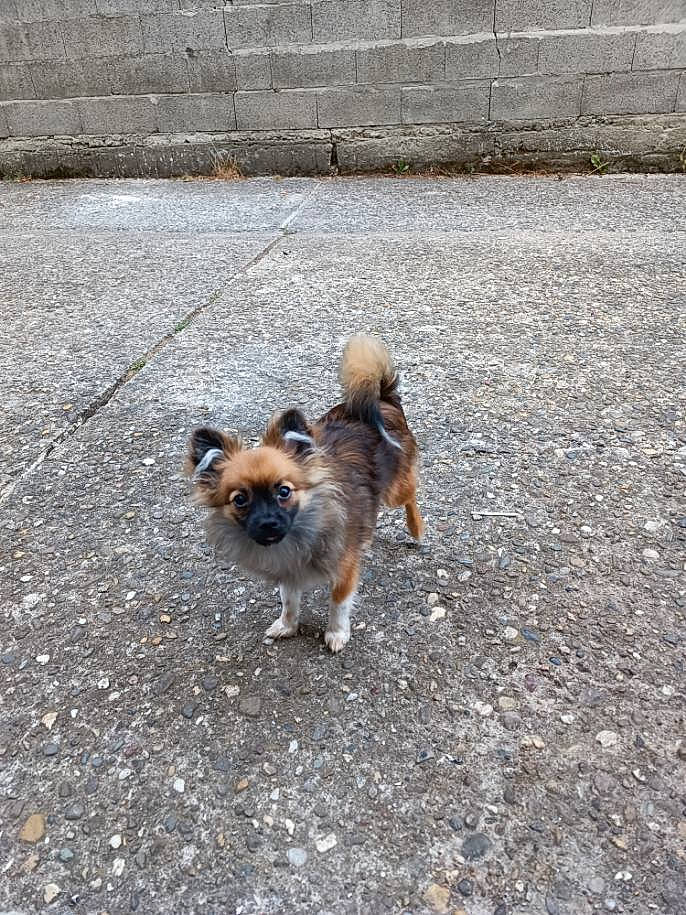 Tobby a rejoint le concours — aidez-le/la à gagner de superbes lots ! asphalt, canidae, carnivore, companion_dog, concrete, dog, dog_breed, fawn, flooring, fur, grass, paw, road, road_surface, sidewalk, small_terrier, sporting_group, tail, terrier, toy_dog