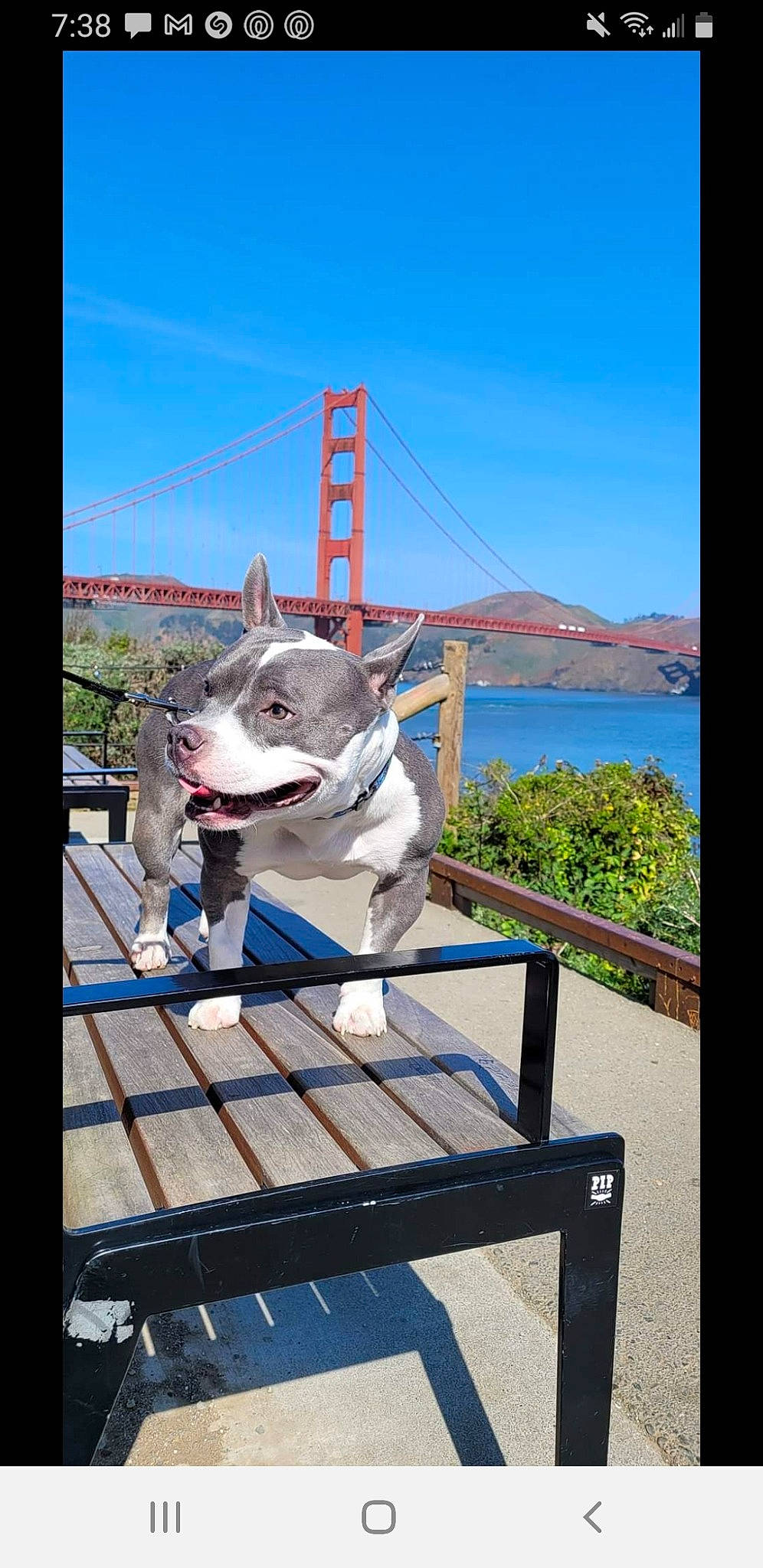 Baby is registered to the contest to win money with this photo: carnivore, collar, companion_dog, dog, dog_breed, handrail, lake, lake_district, landscape, leisure, non_sporting_group, plant, rectangle, sky, sporting_group, tourism, travel, vacation, water, wood