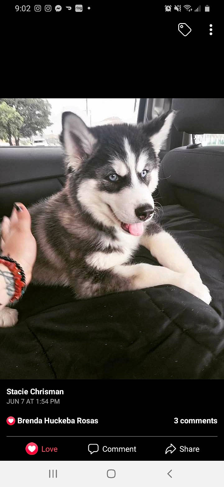 Rocket is registered to the contest to win money with this photo: ancient_dog_breeds, canidae, canis, carnivore, companion_dog, dog, dog_breed, flash_photography, fur, non_sporting_group, photo_caption, plant, siberian_husky, sled_dog, snout, sporting_group, terrestrial_animal, tree, working_animal, working_dog