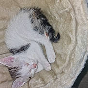 Mitsuki a rejoint le concours — aidez-le/la à gagner de superbes lots ! kitten, sleeping, cat, fur, blanket, cozy, pet, resting, cute, young, animal, soft, indoor, scratching_post, relaxing, whiskers, paws, tail, domestic, feline