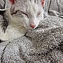 Mitsuki a rejoint le concours — aidez-le/la à gagner de superbes lots ! animal, cat, close_up, cozy, cute, domestic, fur, gray_cat, indoor, peaceful, pet, pink_nose, relaxation, resting, sleeping, soft, texture, towel, whiskers, white_cat