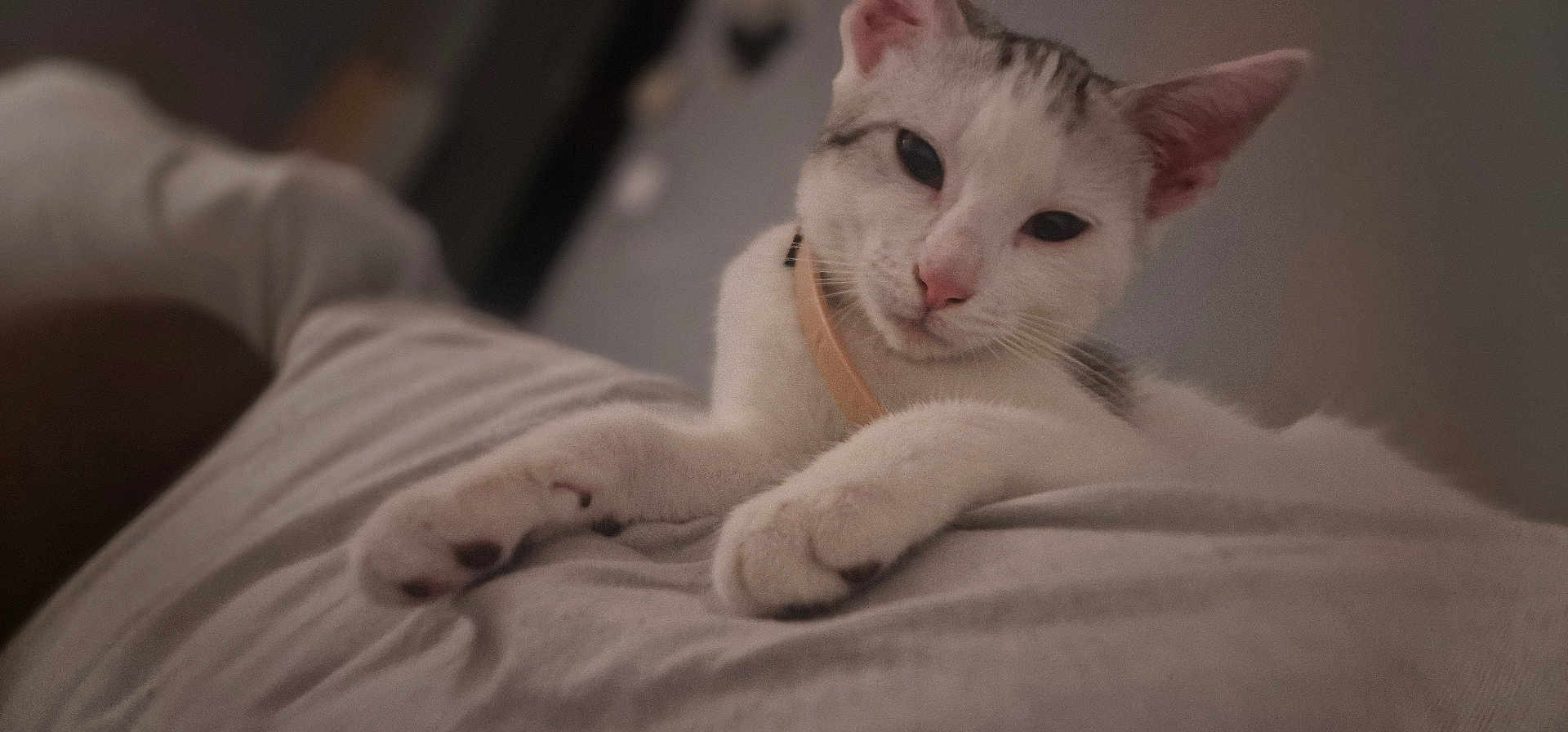 Mitsuki a rejoint le concours — aidez-le/la à gagner de superbes lots ! cat, white_cat, gray_cat, pet, collar, relaxed, indoor, soft_surface, closeup, sleepy, feline, animal, paw, whiskers, fur, cute, mammal, domestic_animal, resting, calm