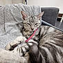 Sakura a rejoint le concours — aidez-le/la à gagner de superbes lots ! cat, tabby_cat, gray_towel, pink_collar, feline, pet, indoor, relaxed, sleepy, chair, couch, table, floor, home, resting, fur, whiskers, closeup, domestic_animal, cozy