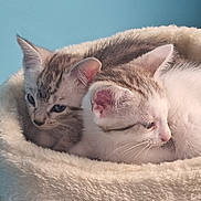 Sakura participe au concours pour gagner de l'argent avec cette photo : cat, kitten, pets, animal, cute, snuggling, fur, cozy, indoor, resting, bed, soft, white, gray, ears, whiskers, closeup, portrait, two, young