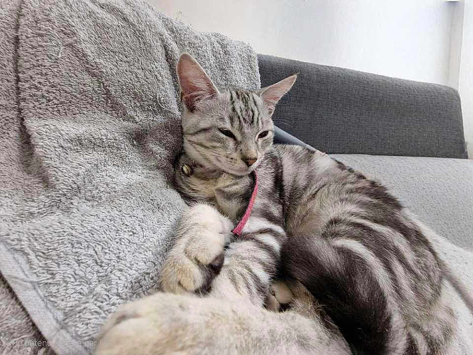 Sakura participe au concours pour gagner de l'argent avec cette photo : cat, tabby, silver_tabby, pet, feline, sleepy, couch, towel, indoor, relaxed, paws, fur, striped, collar, resting, closeup, domestic_animal, animal, cozy, home