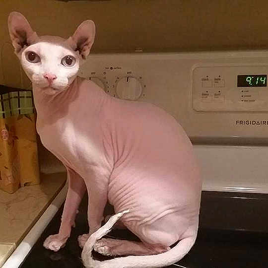 Piglet
