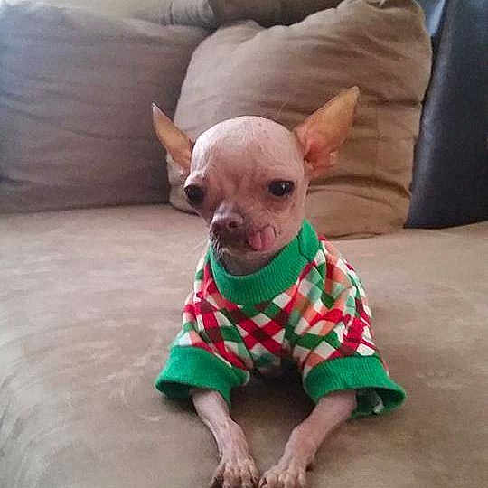 Yoda