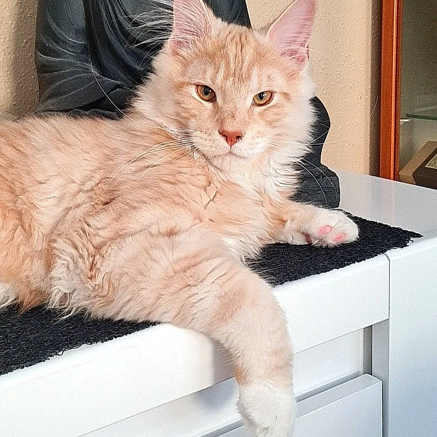 Shadow participe au concours pour gagner de l'argent avec cette photo : bed, cabinetry, carnivore, cat, claw, comfort, eye, fawn, felidae, foot, gesture, iris, lap, paw, small_to_medium_sized_cats, snout, tail, touchpad, whiskers, window