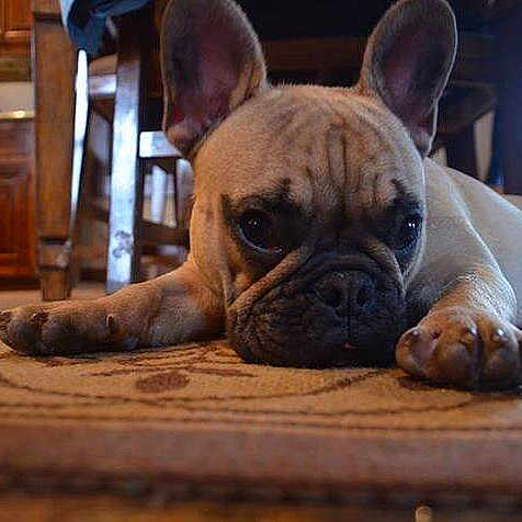 Tank joined the competition — help win amazing prizes!