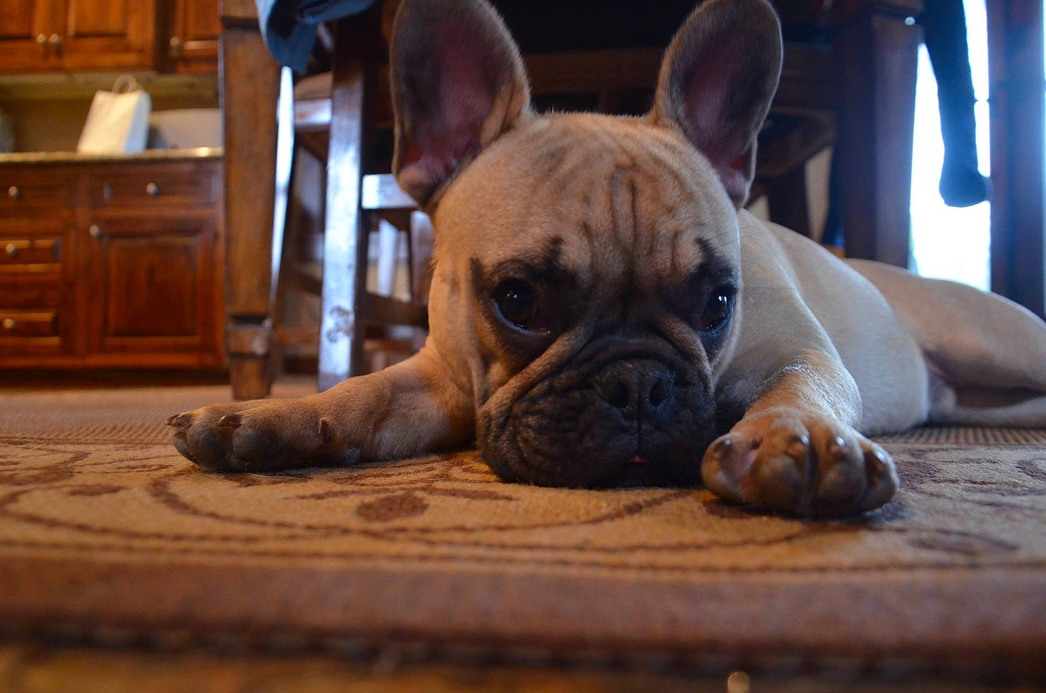 Tank joined the competition — help win amazing prizes! bulldog, cabinetry, carnivore, chest_of_drawers, comfort, companion_dog, dog, dog_breed, drawer, dresser, ear, fawn, flooring, hardwood, snout, terrestrial_animal, toy_dog, whiskers, wood, wrinkle