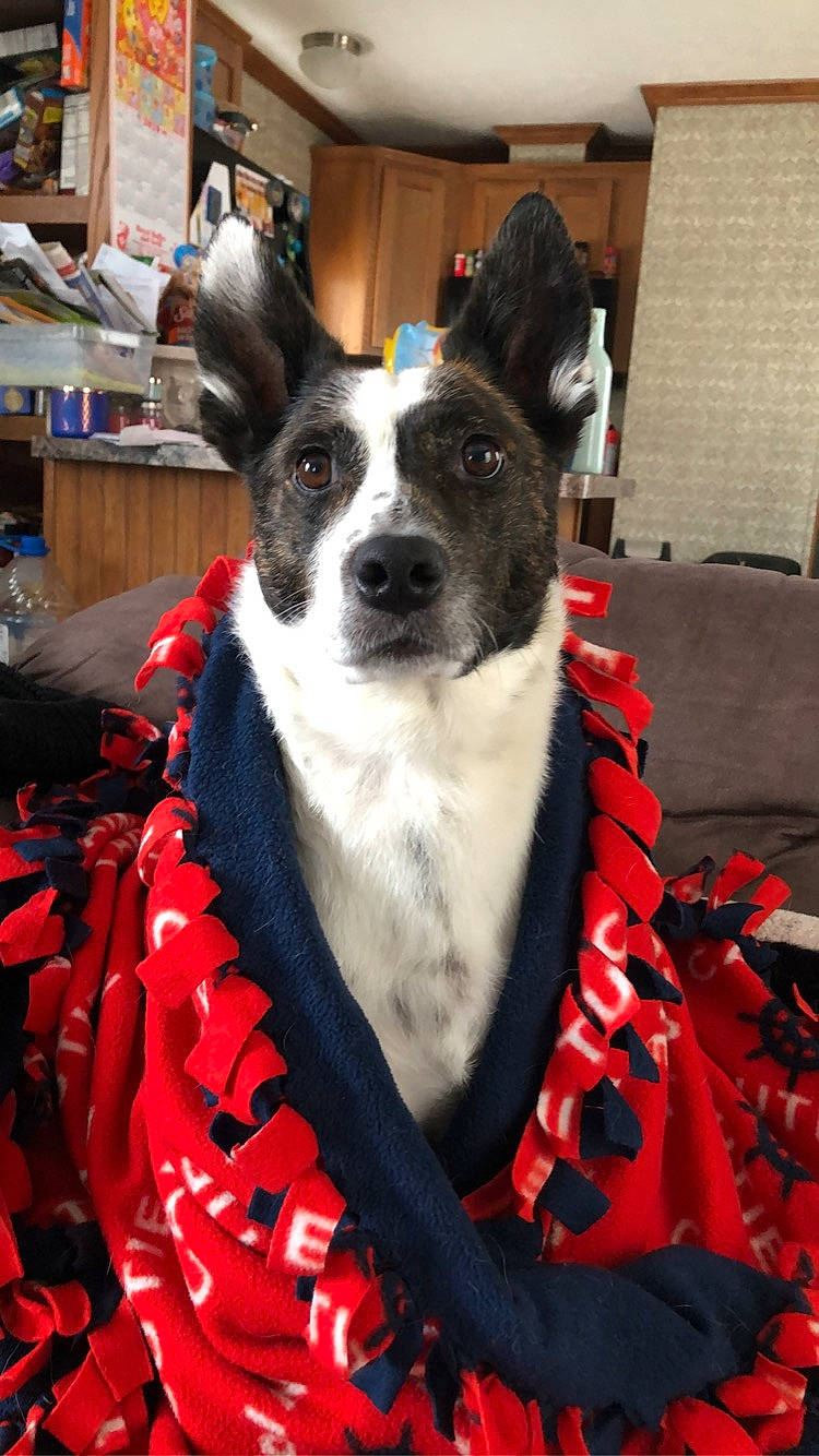 Wilbur is registered to the contest to win money with this photo: canidae, carnivore, dog, dog_breed, feist, mammal, mcnab, non_sporting_group, rare_breed_dog, snout, sporting_group, vertebrate, whiskers