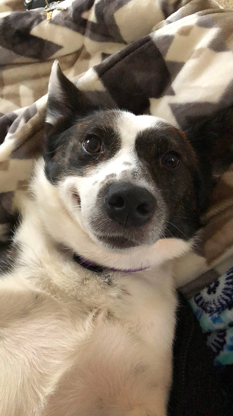 Wilbur is registered to the contest to win money with this photo: border_collie, canaan_dog, canidae, carnivore, dog, dog_breed, karelian_bear_dog, laika, mammal, mcnab, nose, rare_breed_dog, siberian_husky, snout, vertebrate, whiskers