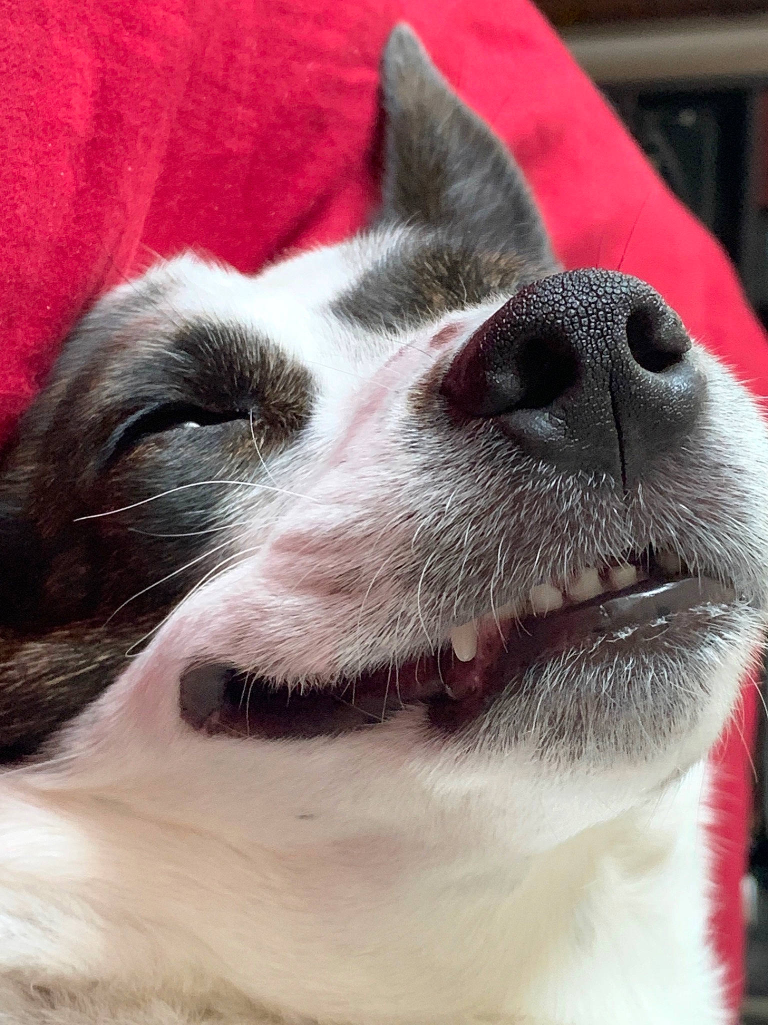 Wilbur joined the competition — help win amazing prizes! canidae, carnivore, close_up, companion_dog, dog, dog_breed, ear, eye, fur, head, mammal, mouth, nose, organ, puppy, puppy_love, snout, sporting_group, tongue, whiskers