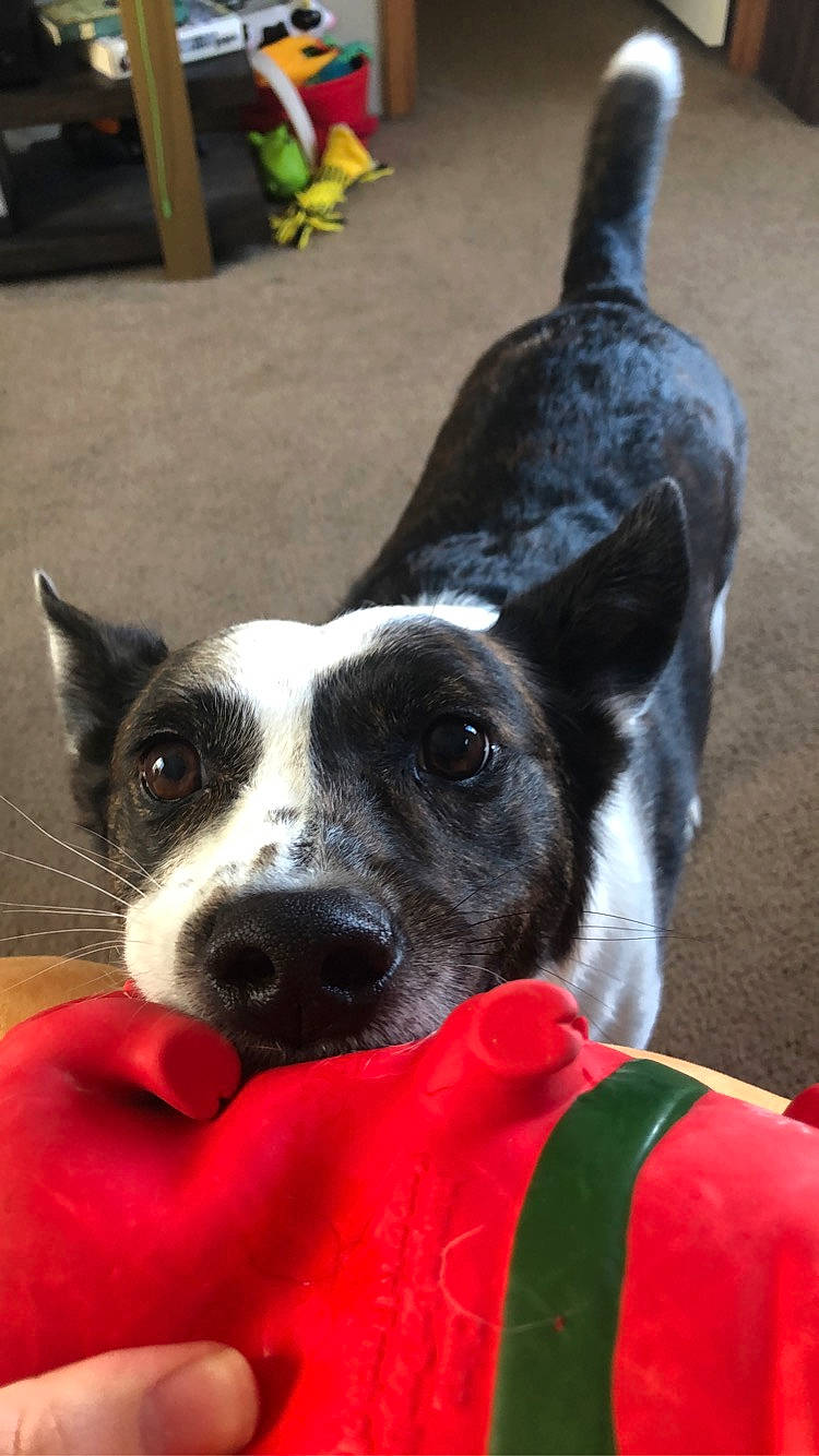 Wilbur joined the competition — help win amazing prizes! basenji, canidae, cardigan_welsh_corgi, carnivore, dog, dog_breed, ear, feist, karelian_bear_dog, mammal, mcnab, rat_terrier, snout, sporting_group, teddy_roosevelt_terrier, vertebrate, welsh_corgi, whiskers