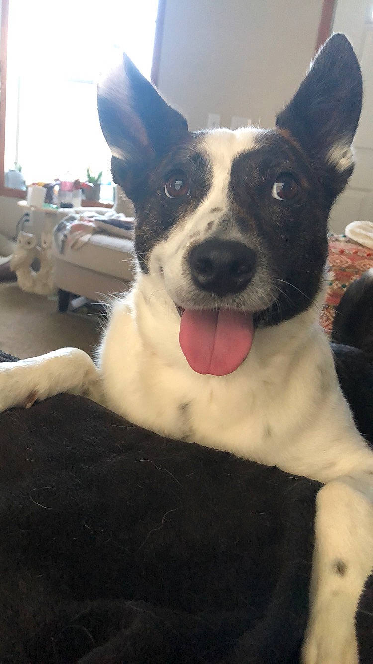 Wilbur is registered to the contest to win money with this photo: canaan_dog, canidae, carnivore, dog, dog_breed, mammal, mcnab, rare_breed_dog, snout, teddy_roosevelt_terrier, vertebrate