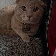 Leo joined the competition — help win amazing prizes! cat, pet, indoor, carpet, close_up, animal, feline, amber_eyes, collar, name_tag, relaxed, curious, beige_fur, whiskers, paw, laying_down, unique_ear, domestic_cat, cute, portrait
