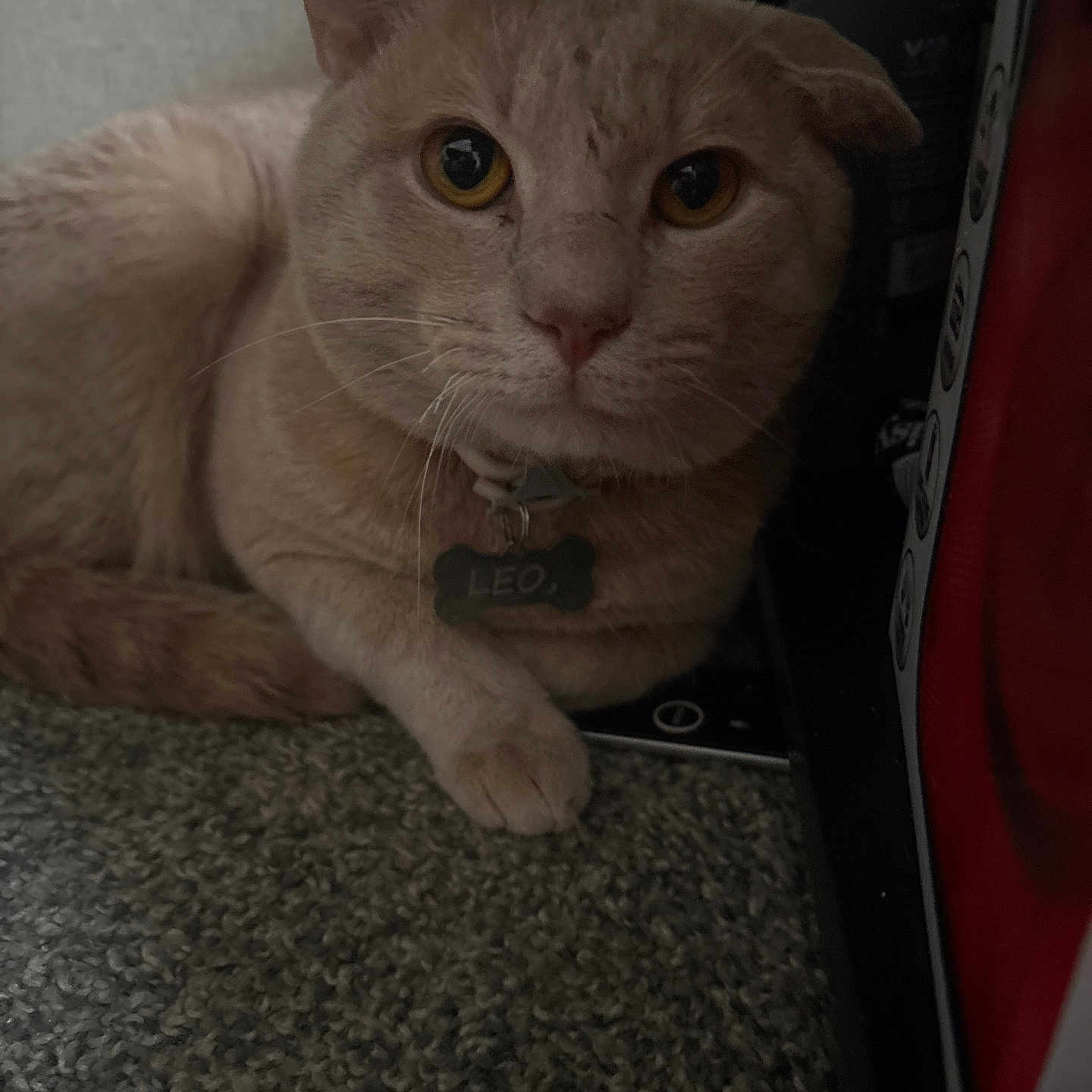 Leo