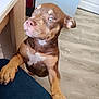 Lina participe au concours pour gagner de l'argent avec cette photo : dog, brown_dog, blue_eyes, paw, floor, jeans, indoor, wood_floor, furniture, kitchen, pet, canine, looking_up, curious, close_up, domestic_animal, mammal, animal, friendly, companion