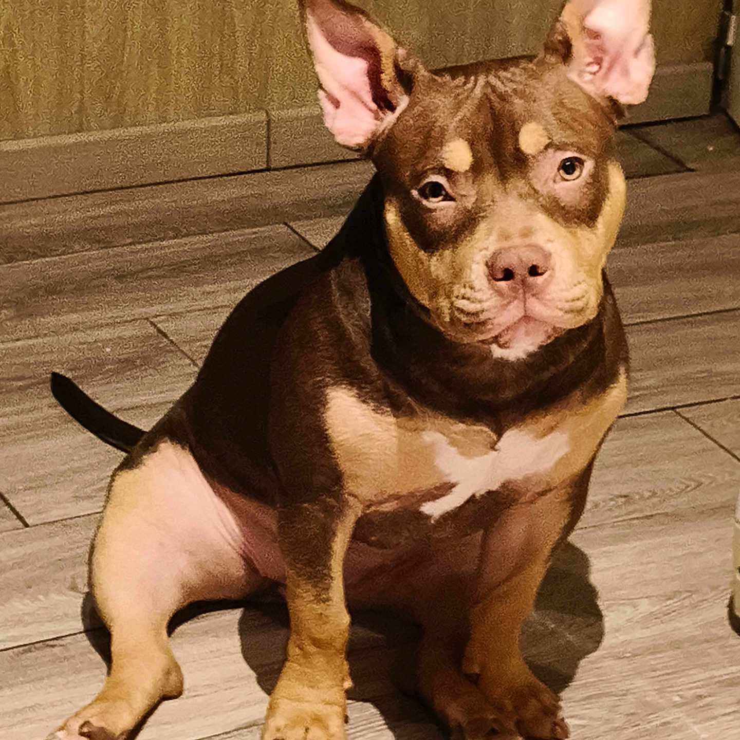 Lina a rejoint le concours — aidez-le/la à gagner de superbes lots ! animal, brown_coat, calm, canine, companion, curious, cute, dog, domestic_animal, ears, floor, indoor, looking_at_camera, pet, portrait, puppy, sitting, tile_floor, wooden_floor, young_dog