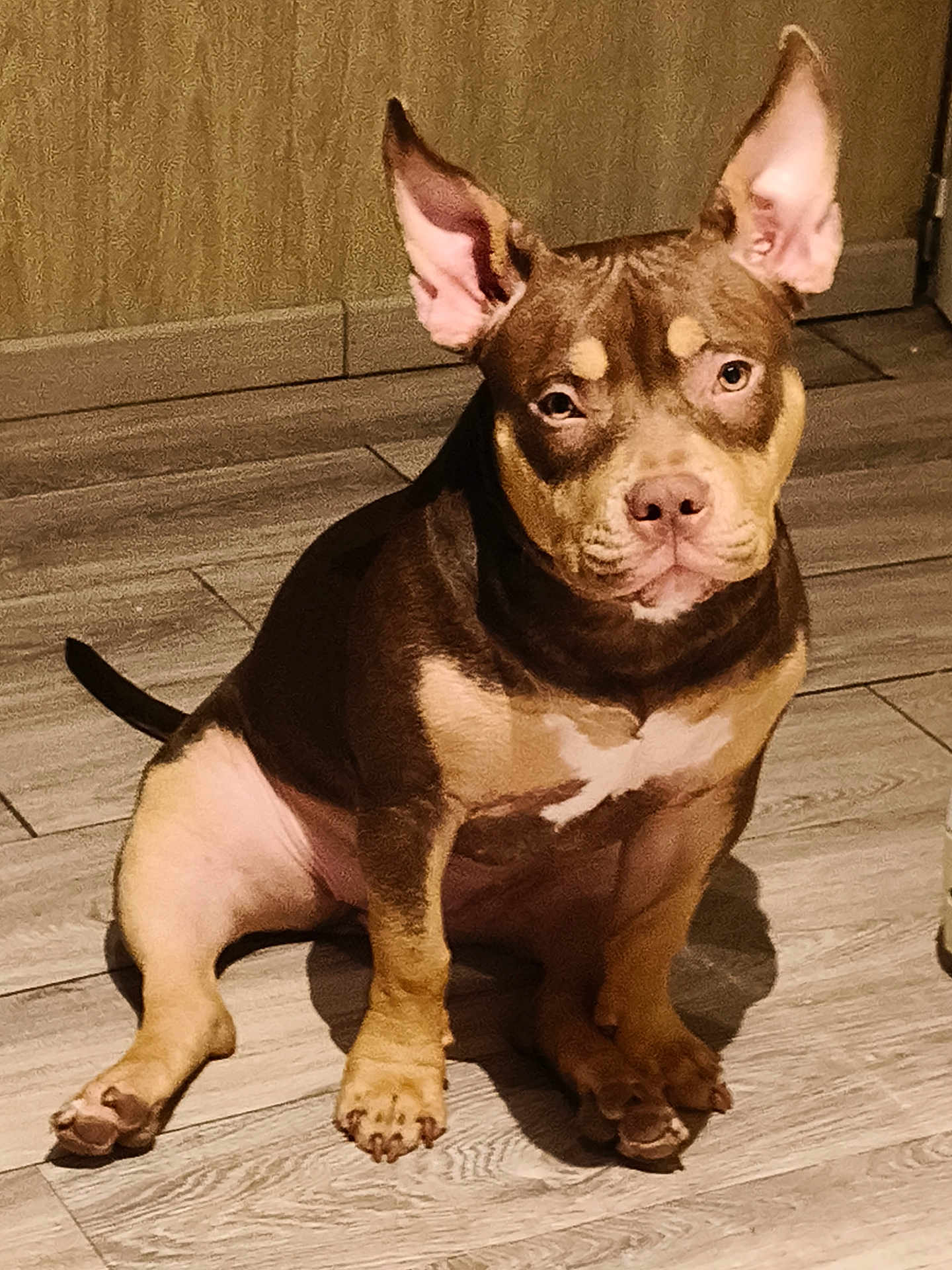 Lina a rejoint le concours — aidez-le/la à gagner de superbes lots ! dog, puppy, sitting, floor, wooden_floor, ears, pet, animal, indoor, brown_coat, curious, calm, looking_at_camera, canine, young_dog, tile_floor, domestic_animal, companion, cute, portrait