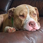 Bowser joined the competition — help win amazing prizes! dog, brown_leather_couch, resting, close_up, pet, canine, indoor, relaxed, pink_nose, paws, fur, animal, portrait, expression, ears, face, sleepy, companion, domestic, cozy