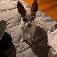 Bobby joined the competition — help win amazing prizes! dog, chihuahua, pet, small_dog, ears, quilted_blanket, gray_blanket, wooden_floor, indoor, curious, looking_up, cozy, blanket, home, floor, animal, companion, cute, fur, standing