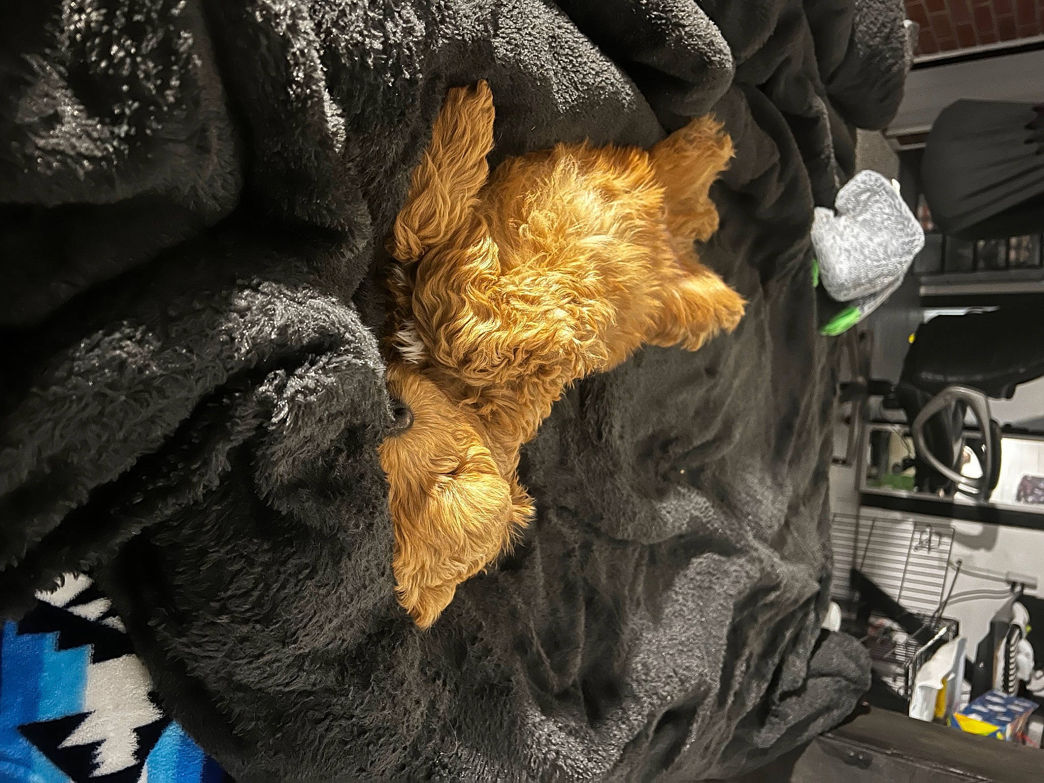 Banks is registered to the contest to win money with this photo: art, auto_part, feather, felidae, fur, fur_clothing, hat, human_leg, metal, motor_vehicle, small_to_medium_sized_cats, snout, sporting_group, tail, tradition, trunk, wing, wood, wool